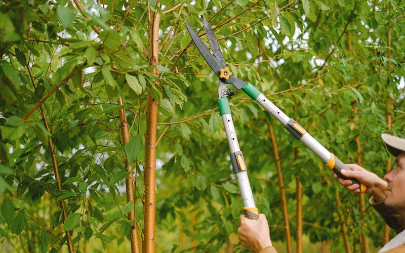 Tree trimming in Roseau, MN